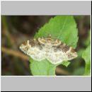 Epirrhoe alternata - Graubinden-Labkrautspanner 02.jpg